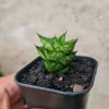 1740. Sansevieria Maharani Hybrid