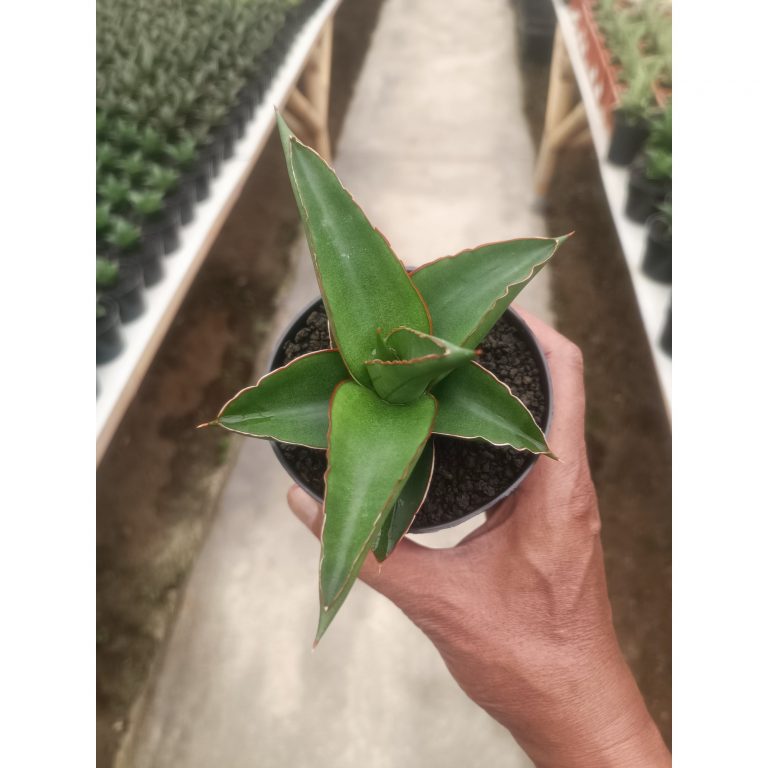 1433. Sansevieria Mahendra