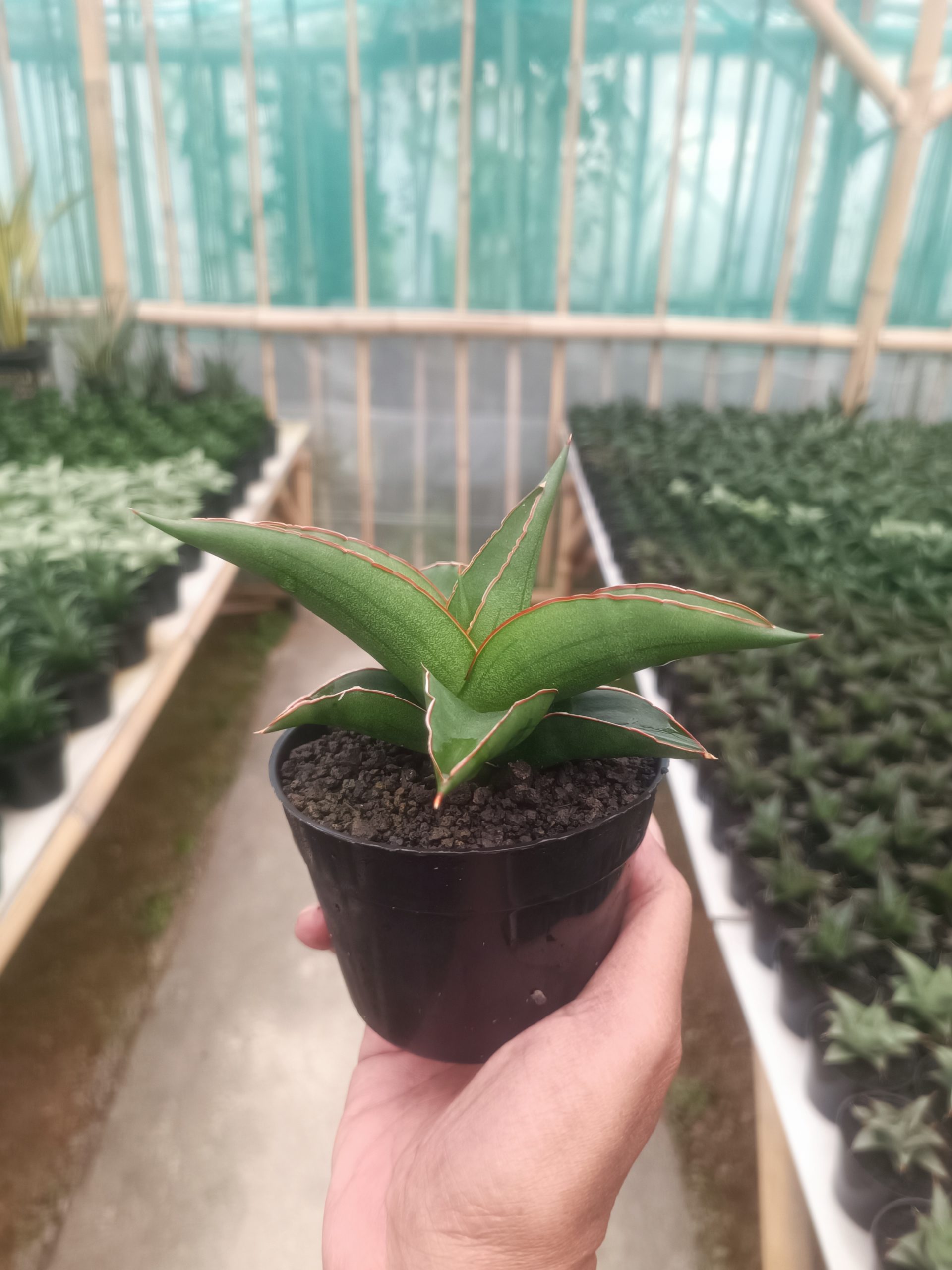 1433. Sansevieria Mahendra - Image 2