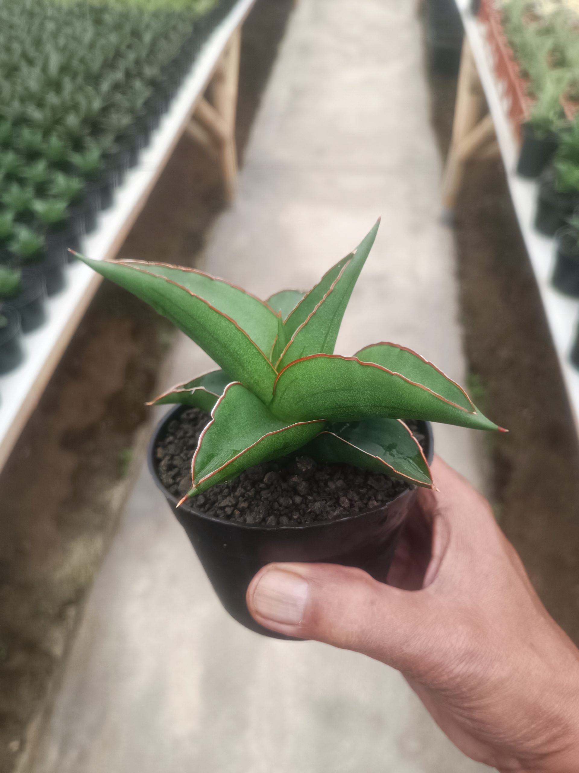 1433. Sansevieria Mahendra - Image 3