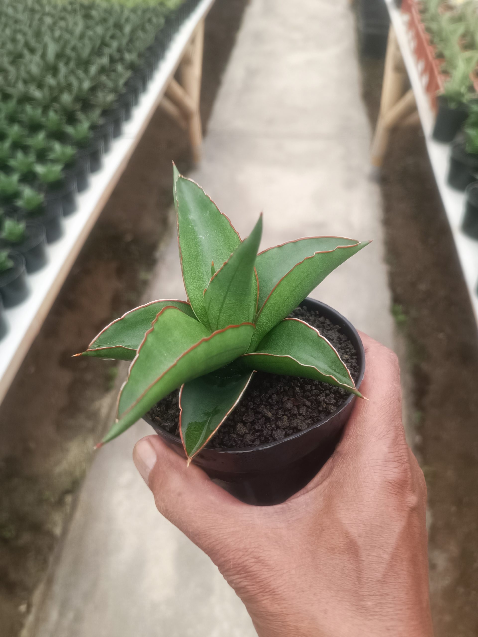 1433. Sansevieria Mahendra - Image 4