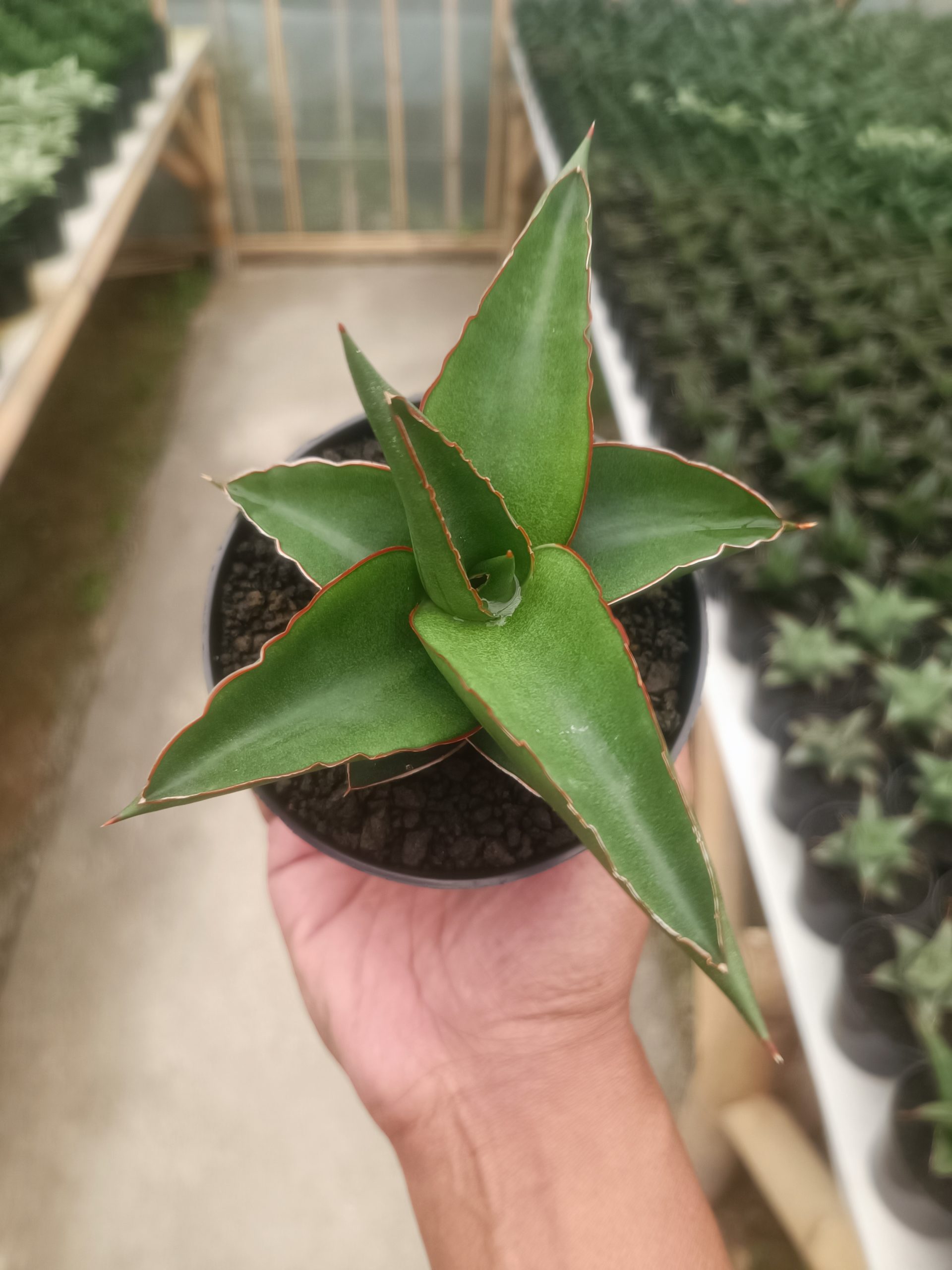1433. Sansevieria Mahendra - Image 6