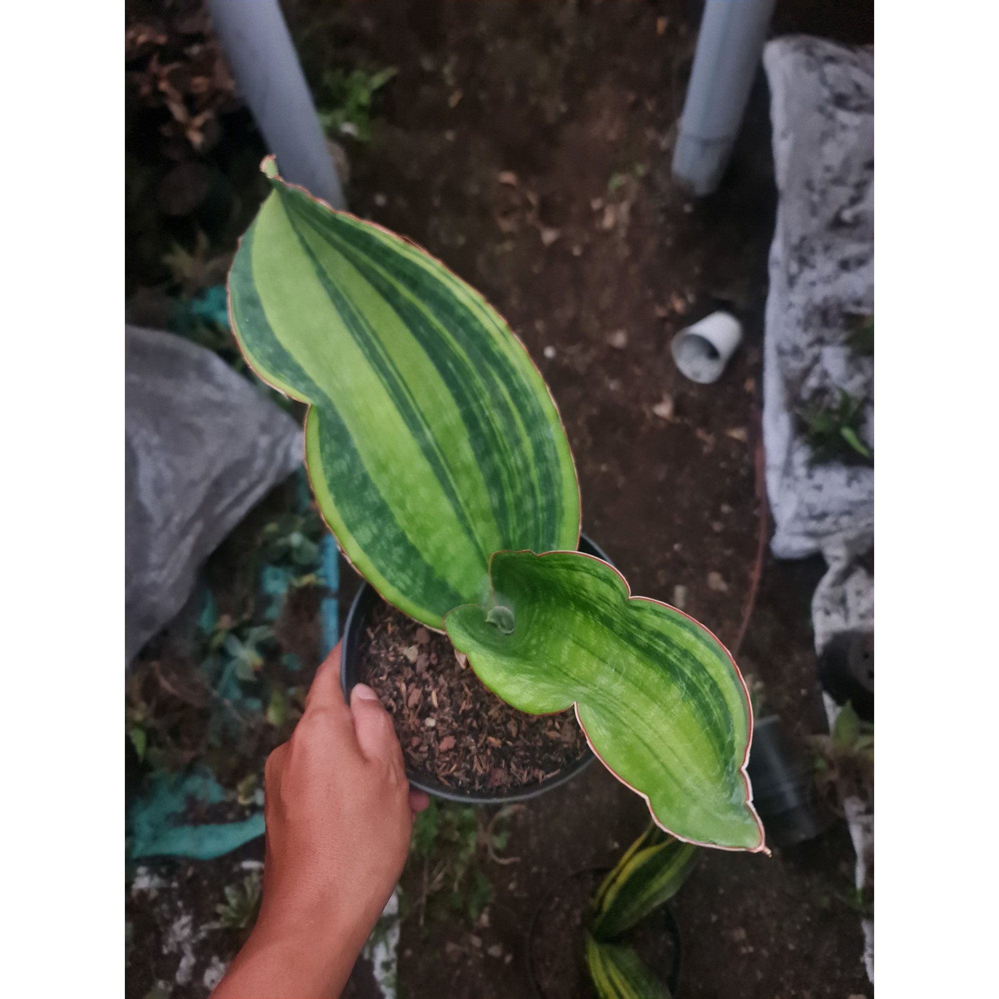 1970. Sansevieria Malawi Midnight Variegated 2 Leaf