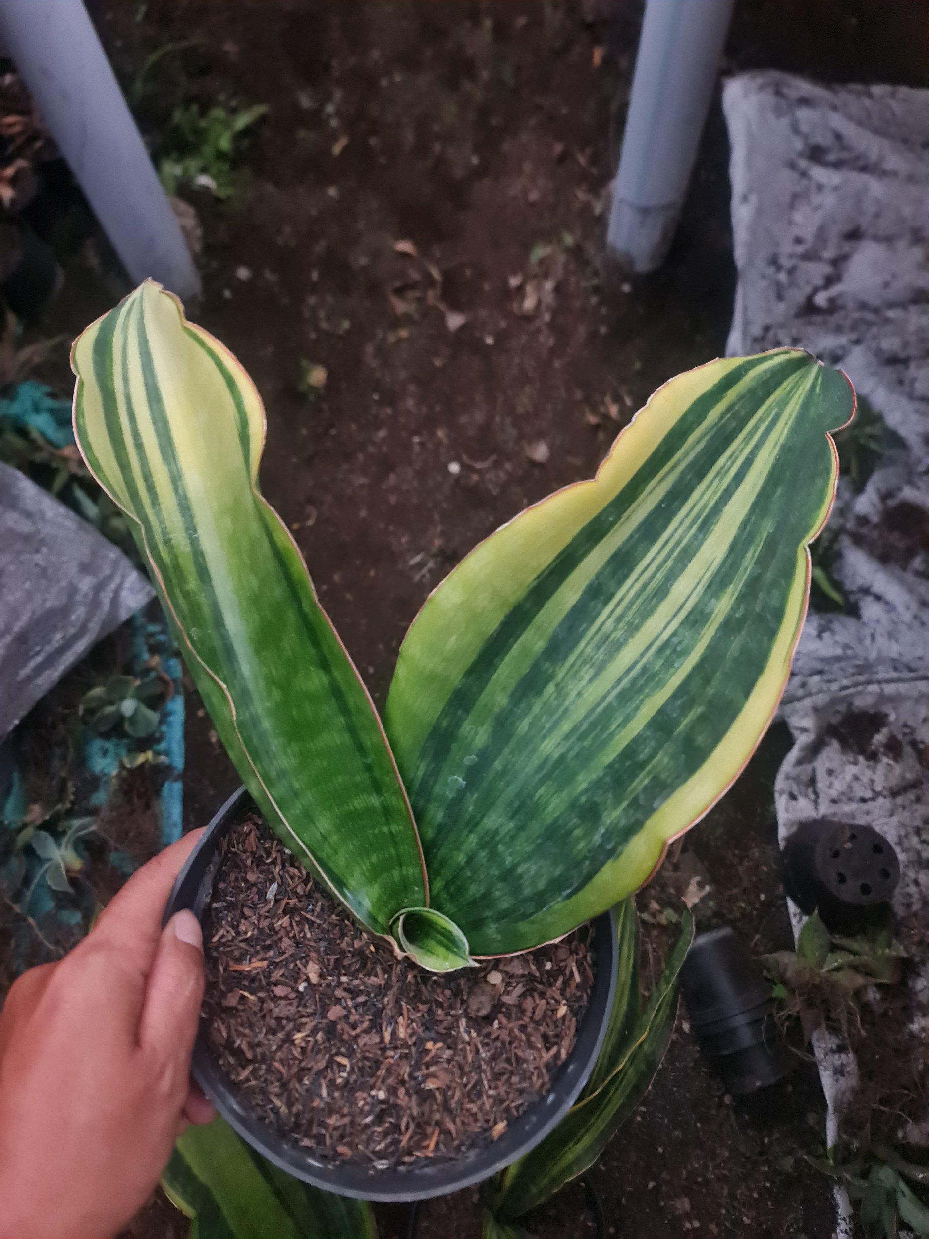 1970. Sansevieria Malawi Midnight Variegated 2 Leaf - Image 2