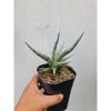 1468. Sansevieria Mandalika