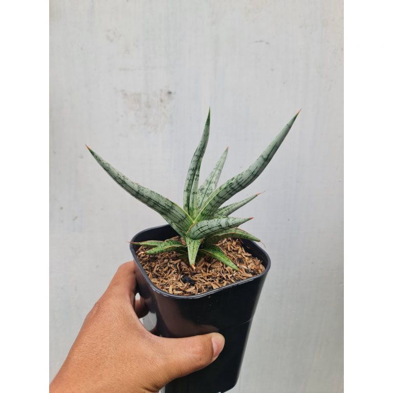 1468. Sansevieria Mandalika