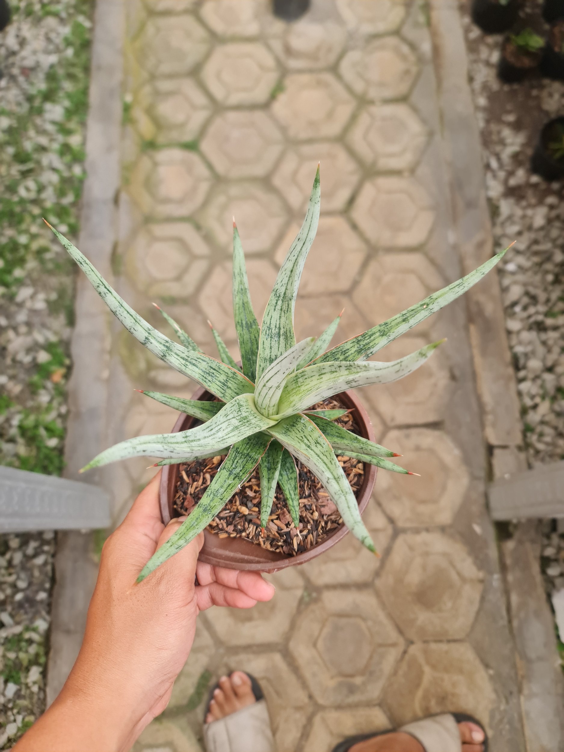 2299. Sansevieria Mandalika Pot 15 - Image 2