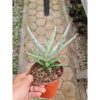 2299. Sansevieria Mandalika Pot 15
