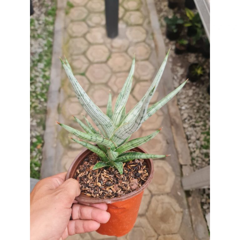 2299. Sansevieria Mandalika Pot 15