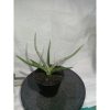1856. Sansevieria Mandalika size 15 cm