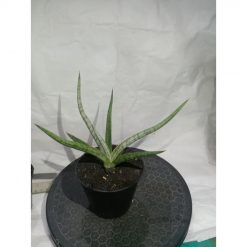 1856. Sansevieria Mandalika size 15 cm