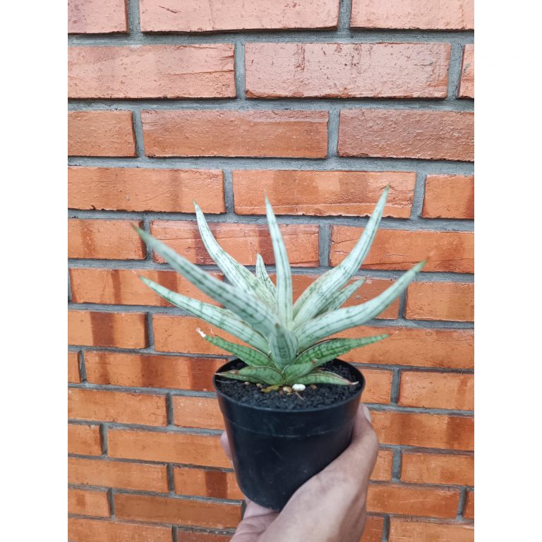 2009. Sansevieria Mandalika Size 16 Cm