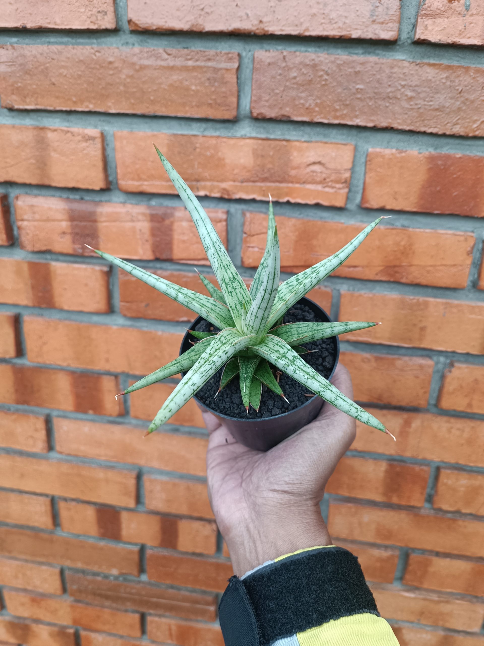 2009. Sansevieria Mandalika Size 16 Cm - Image 3