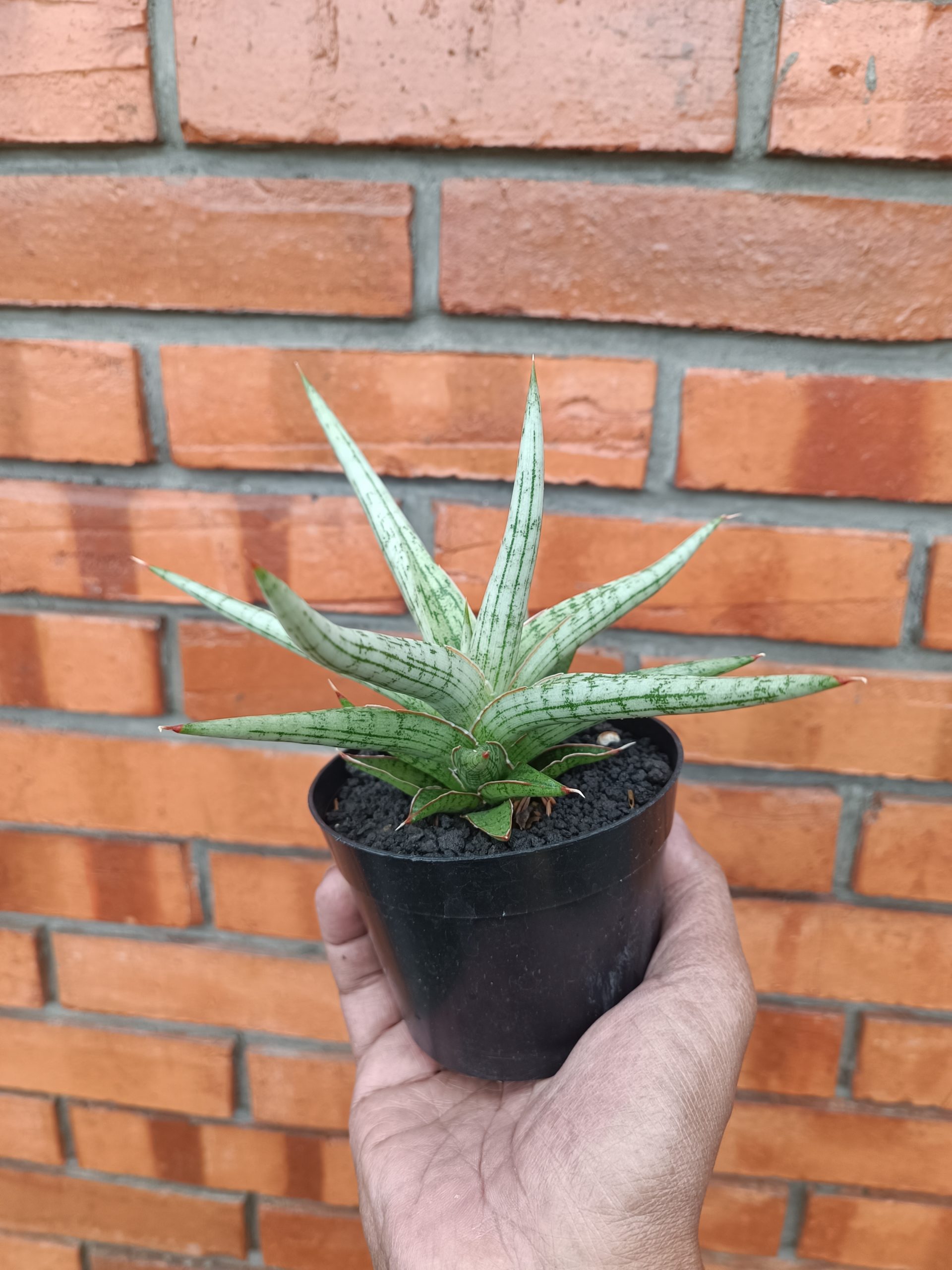 2009. Sansevieria Mandalika Size 16 Cm - Image 2