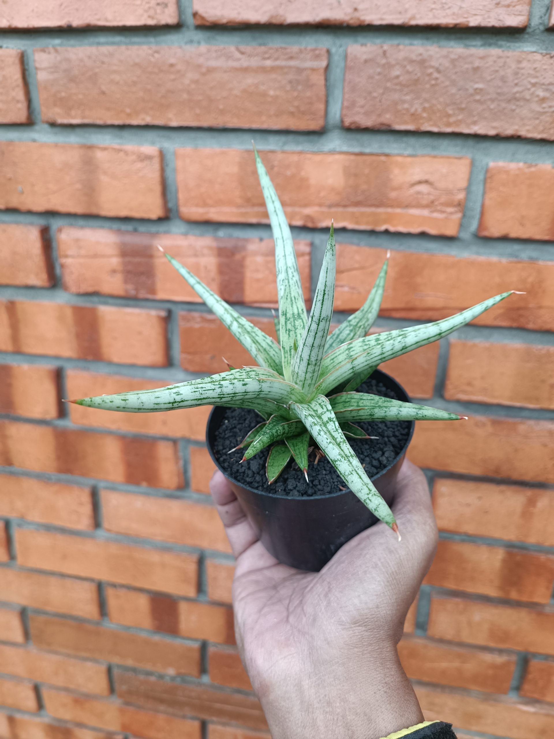 2009. Sansevieria Mandalika Size 16 Cm - Image 4