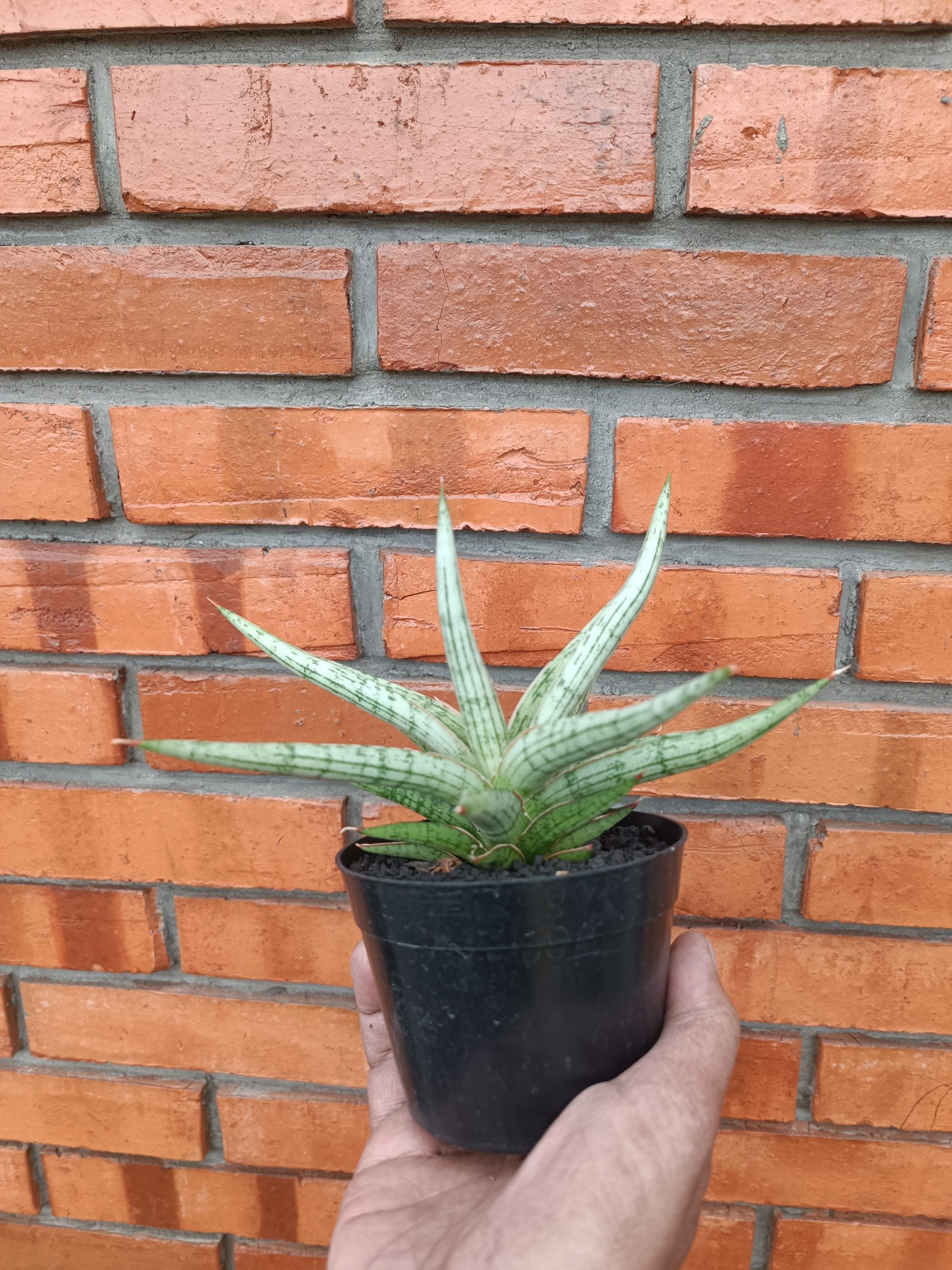 2009. Sansevieria Mandalika Size 16 Cm - Image 6