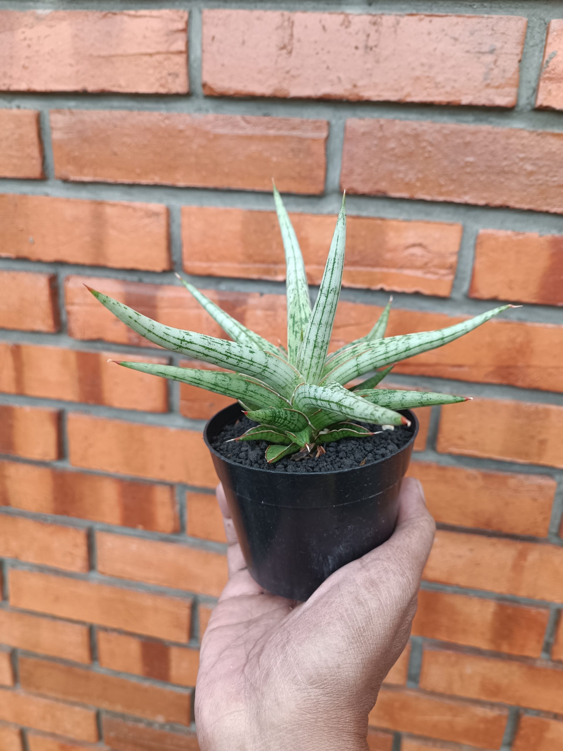 2009. Sansevieria Mandalika Size 16 Cm - Image 5