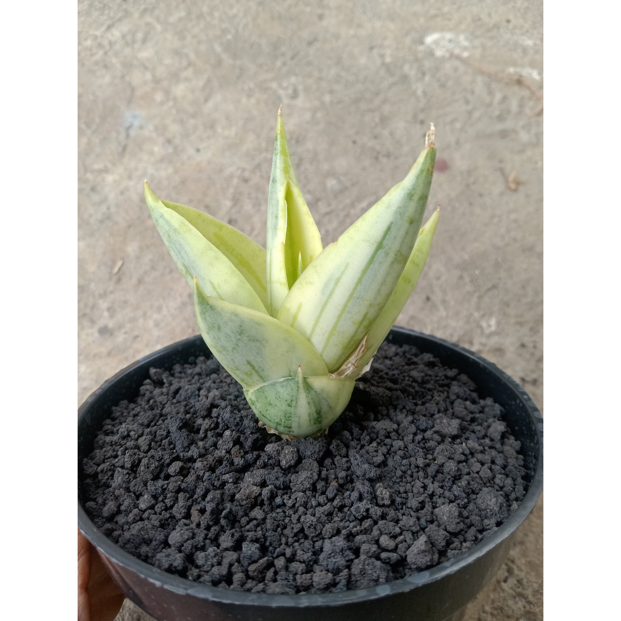 2218. Sansevieria Manja Aurea Varigated