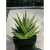 1864. Sansevieria Manja Mateur Form