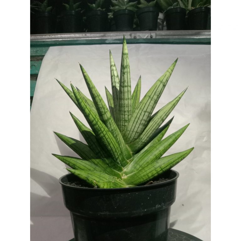 1864. Sansevieria Manja Mateur Form