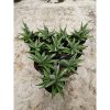 2212. Sansevieria Manja Size 12 Cm 10 Pcs
