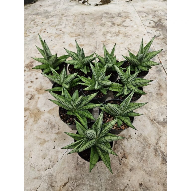 2212. Sansevieria Manja Size 12 Cm 10 Pcs