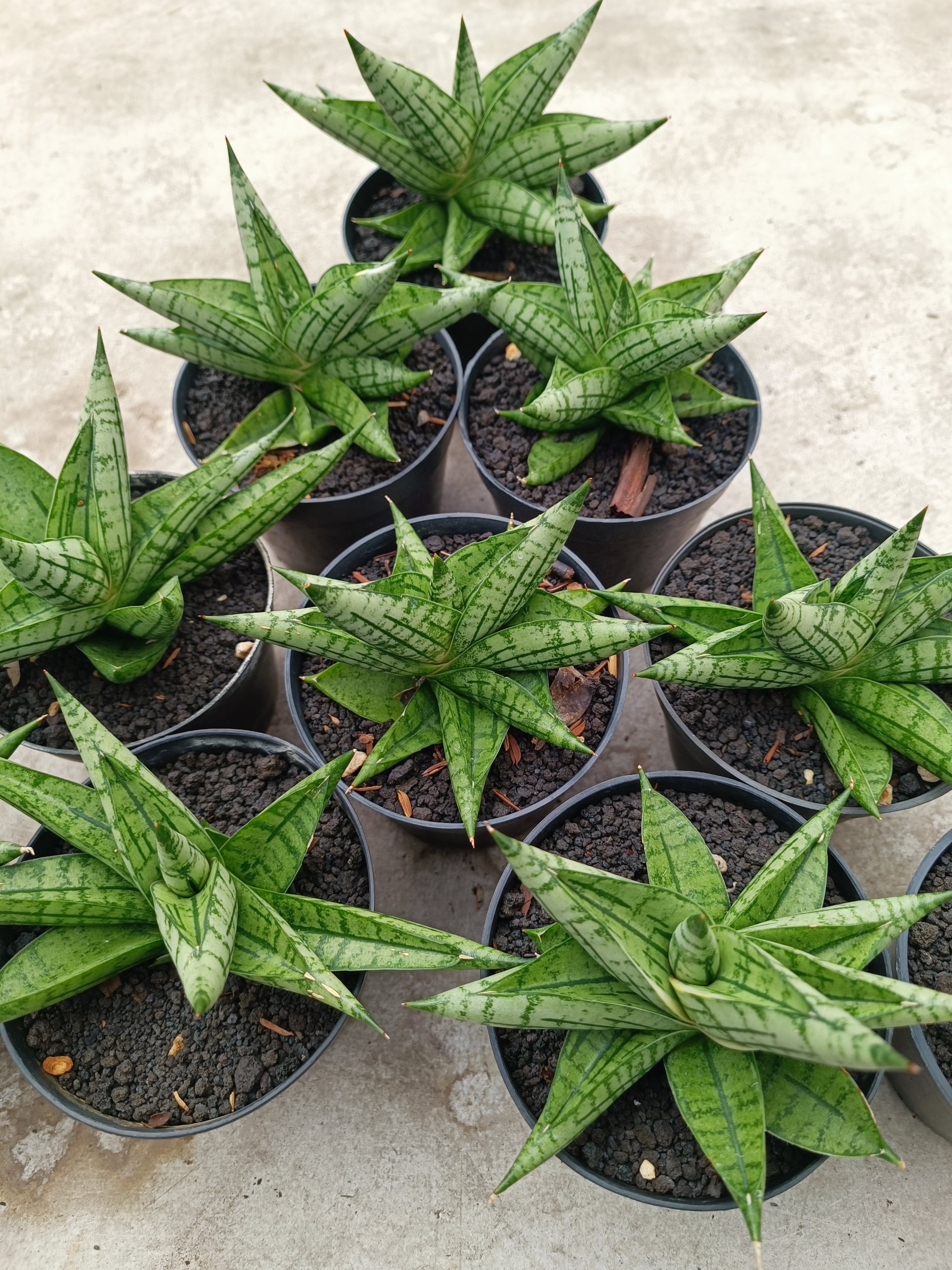 2019. Sansevieria Manja size 12 cm - Image 2