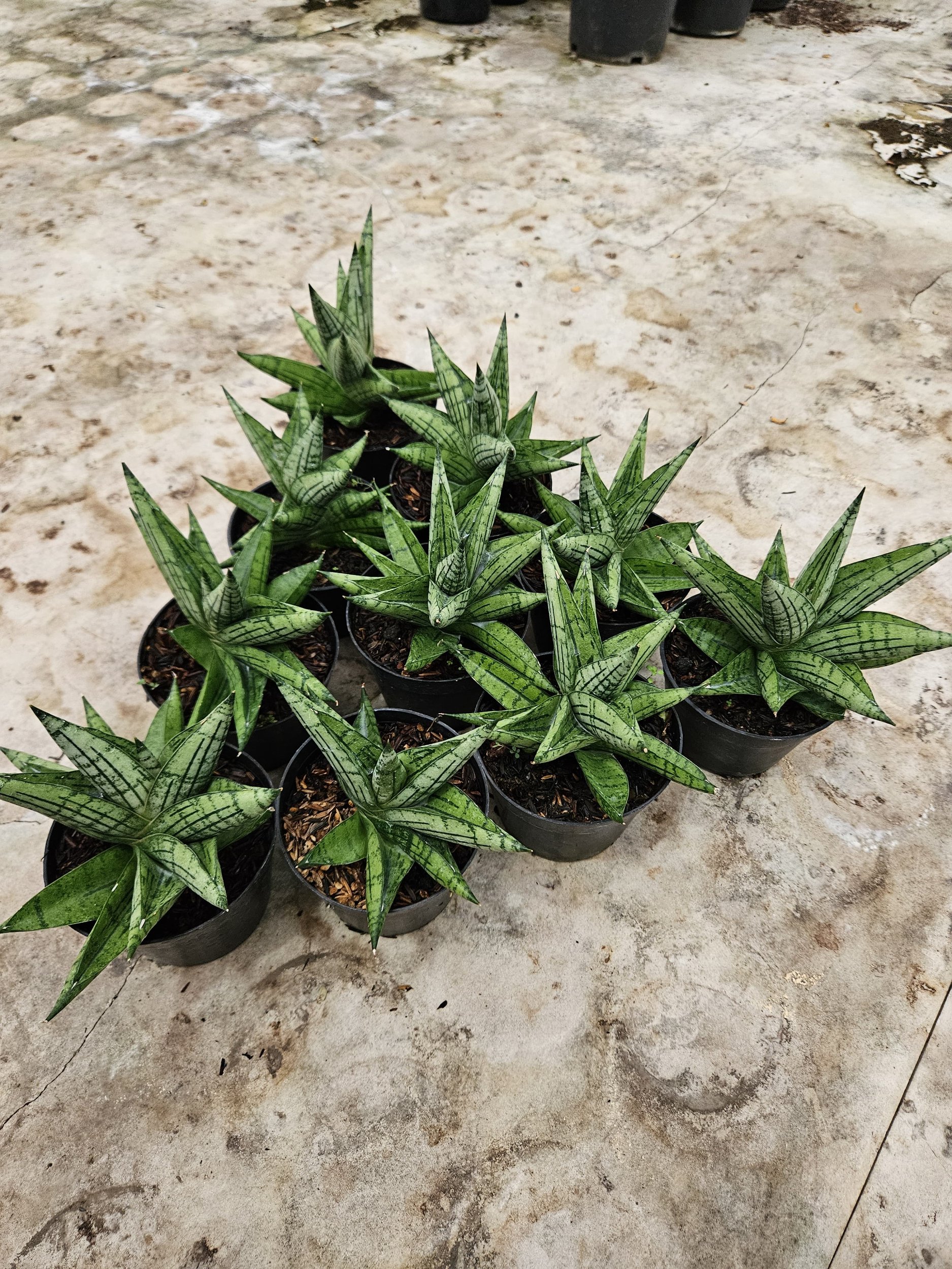 2212. Sansevieria Manja Size 12 Cm 10 Pcs - Image 2