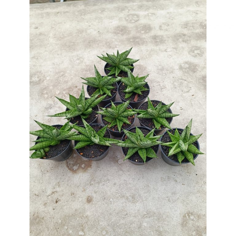 2019. Sansevieria Manja size 12 cm