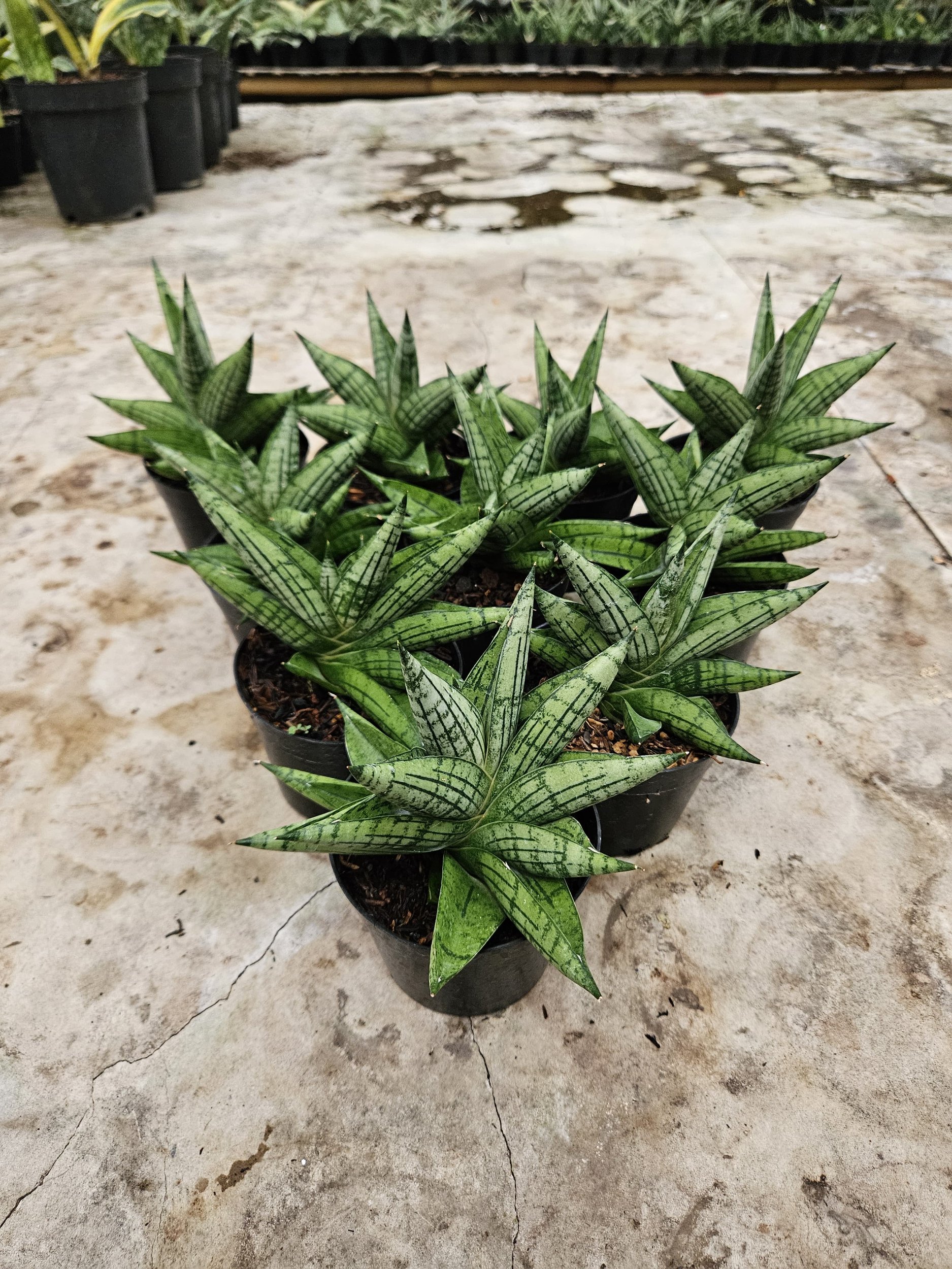 2212. Sansevieria Manja Size 12 Cm 10 Pcs - Image 3