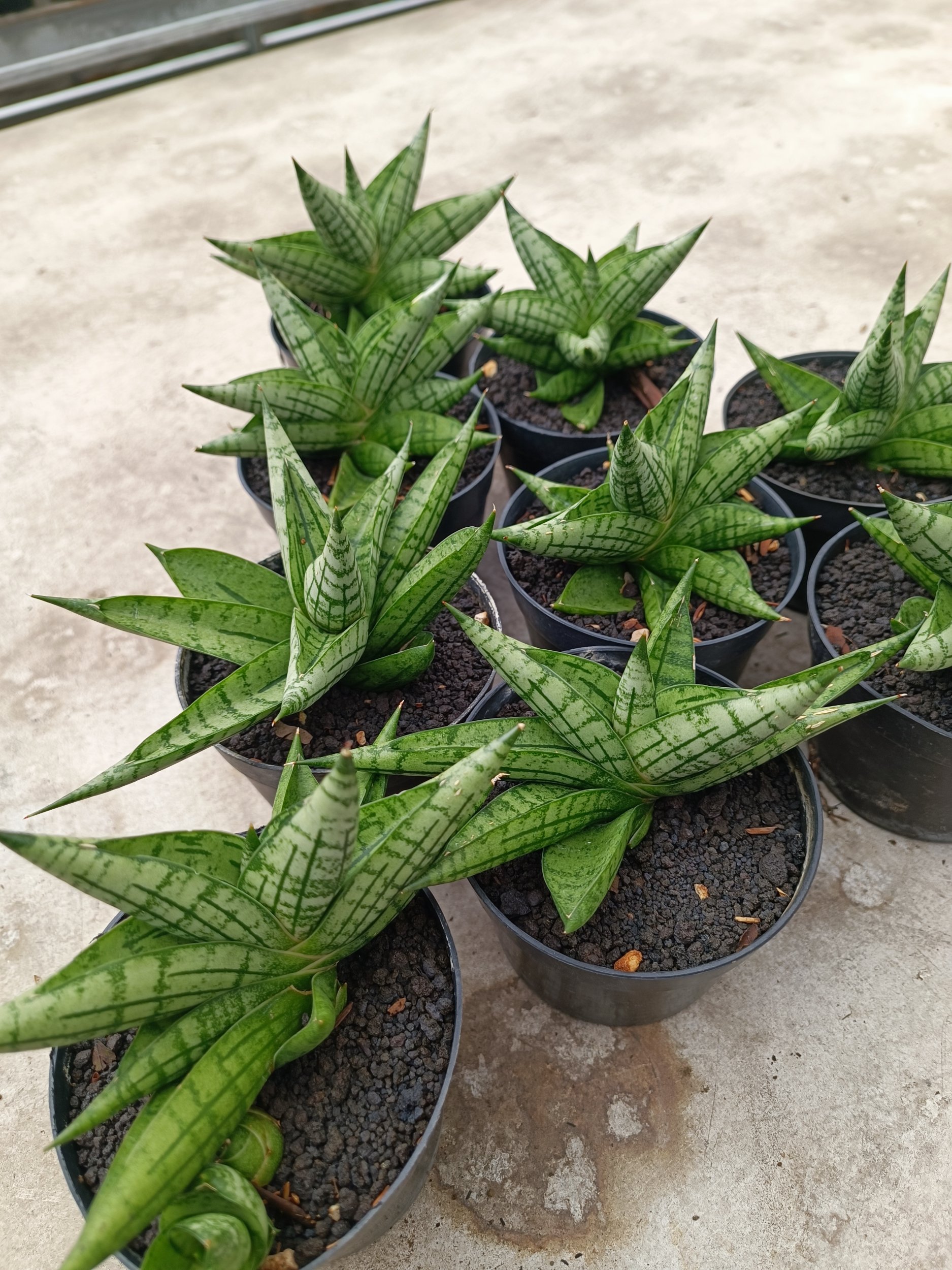 2019. Sansevieria Manja size 12 cm - Image 3