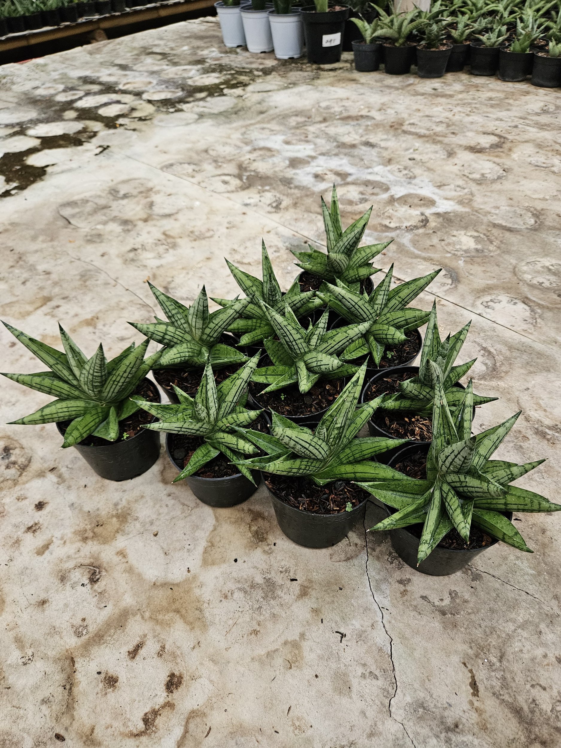 2212. Sansevieria Manja Size 12 Cm 10 Pcs - Image 4