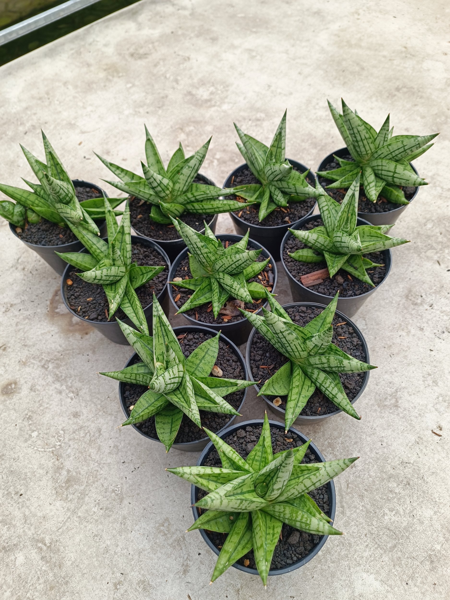 2019. Sansevieria Manja size 12 cm - Image 4
