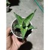 1906. Sansevieria Manja Thin Varigation