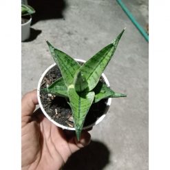 1906. Sansevieria Manja Thin Varigation