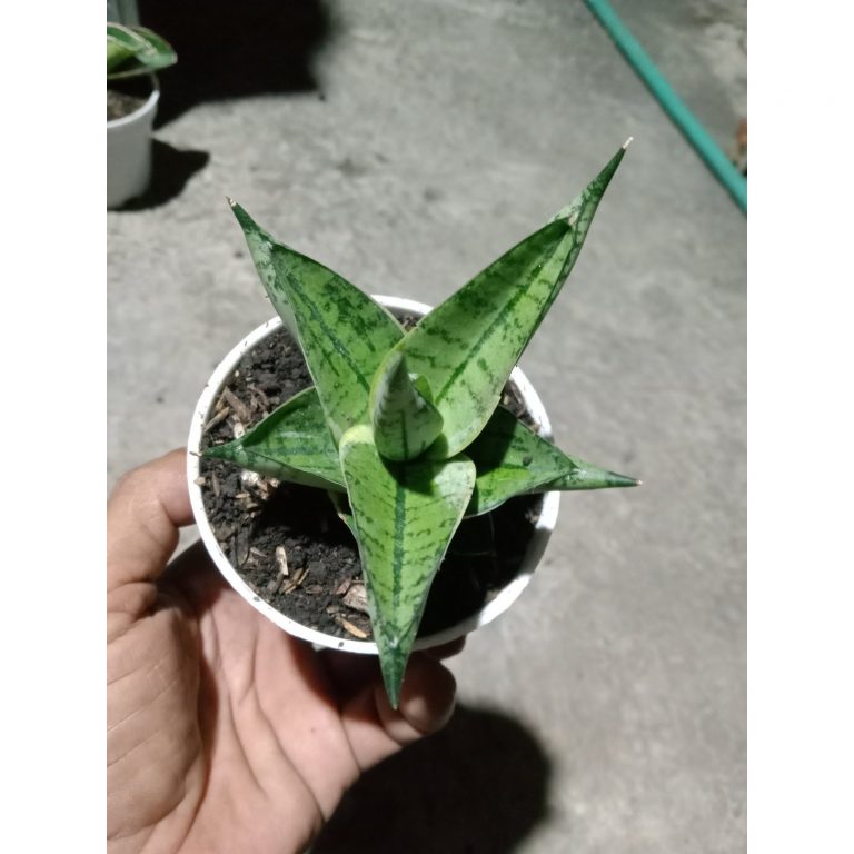 1906. Sansevieria Manja Thin Varigation