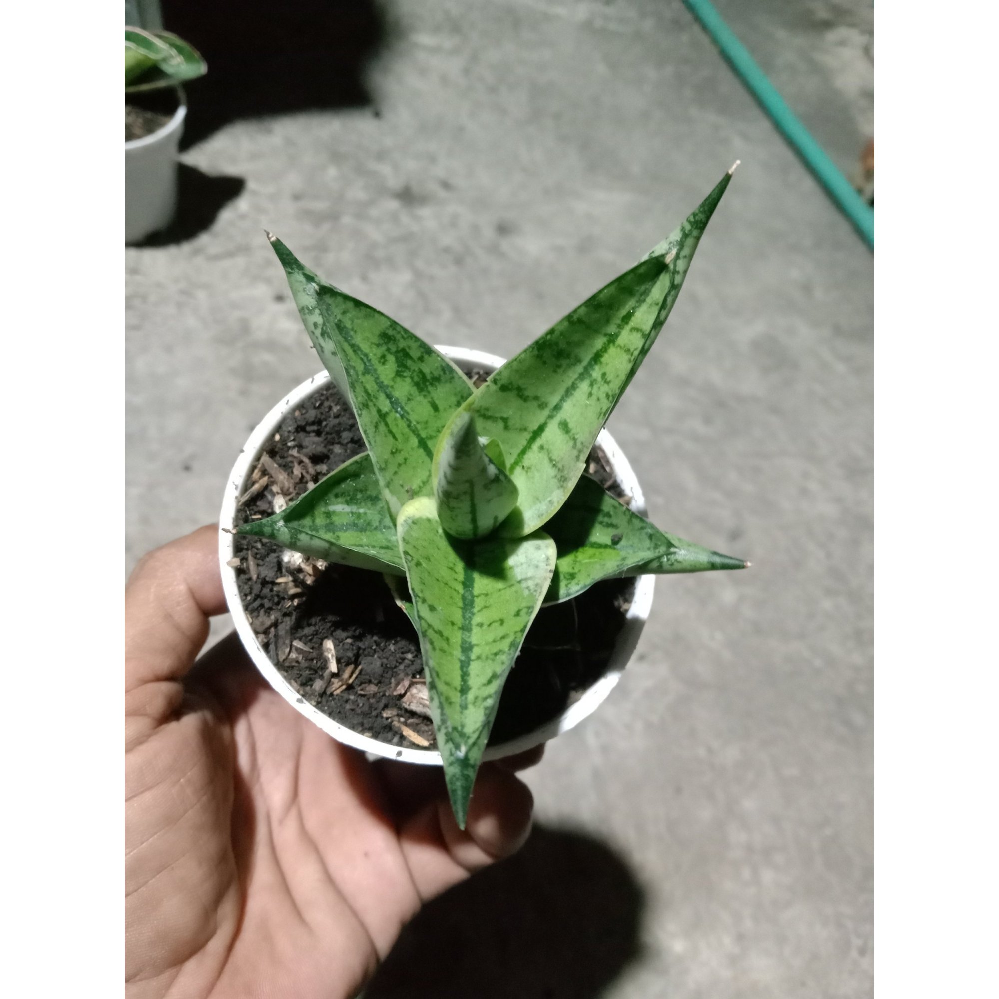 1906. Sansevieria Manja Thin Varigation