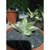 1853. Sansevieria Manja Variegated Medium Size