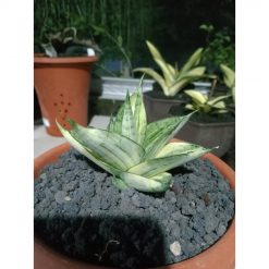 1853. Sansevieria Manja Variegated Medium Size