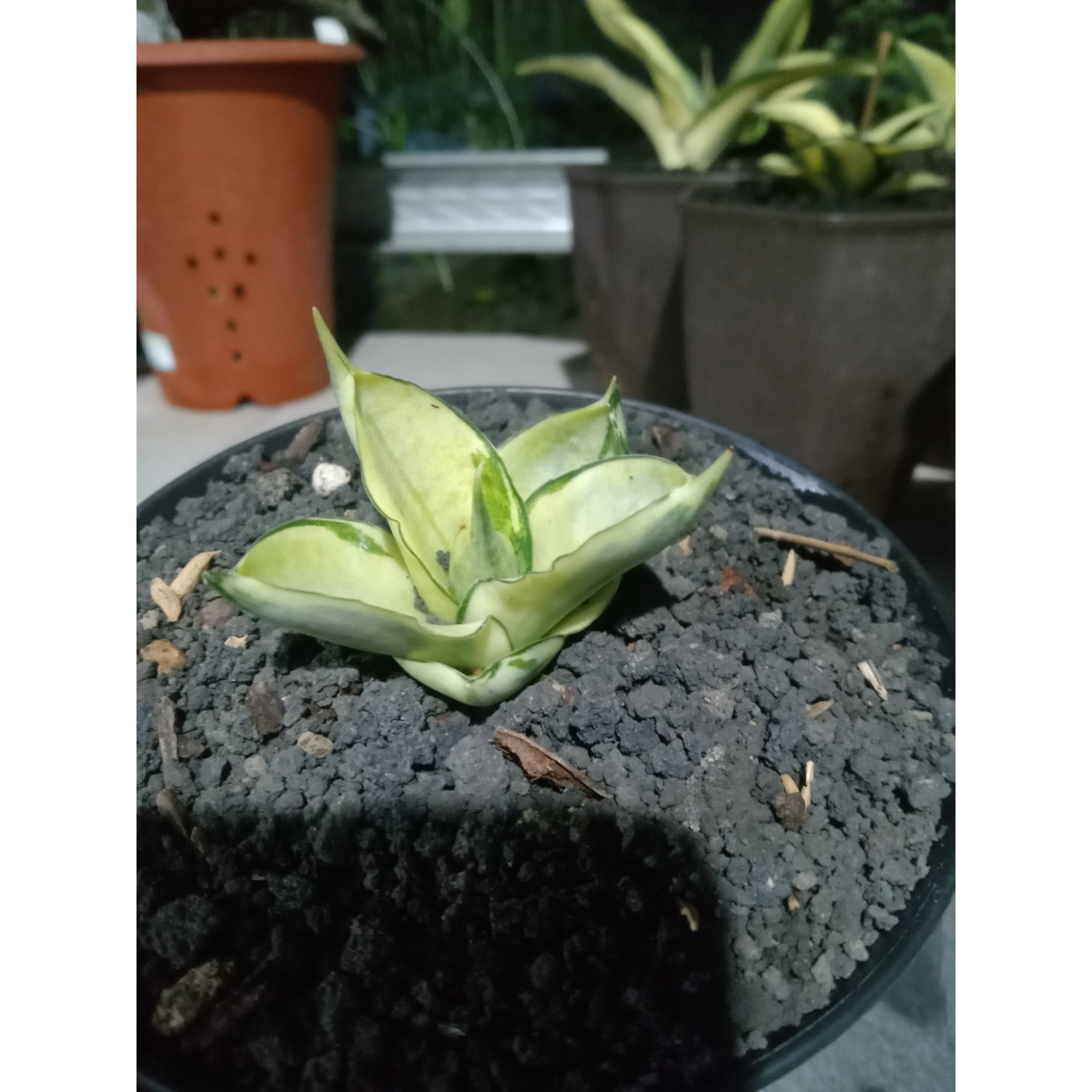 1854. Sansevieria Manja Variegated Small Size