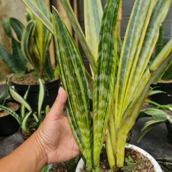 Alternative view of 1277. Sansevieria Manolin Variegated
