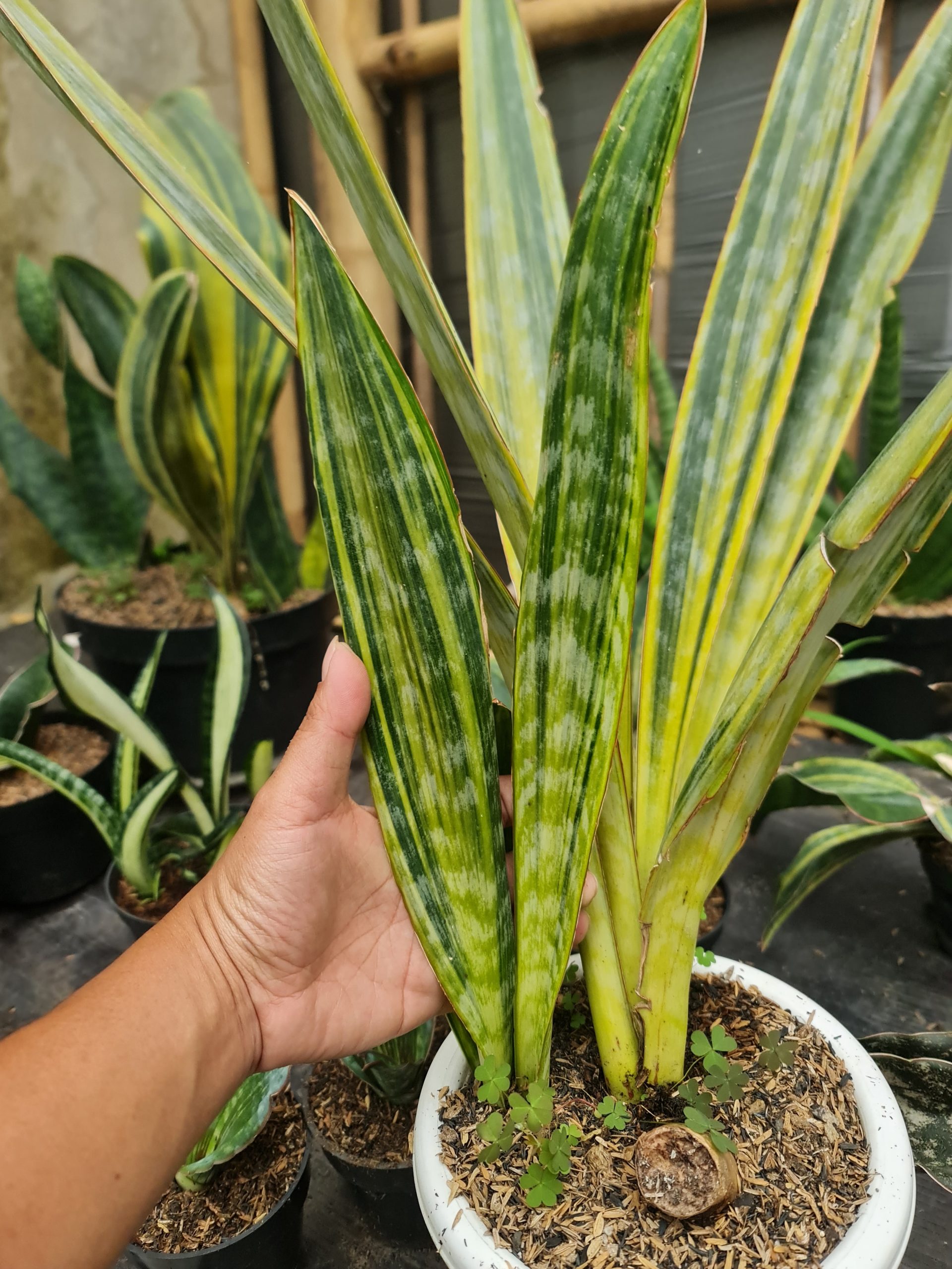 1277. Sansevieria Manolin Variegated - Image 2