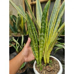 1277. Sansevieria Manolin Variegated