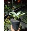 1914. Sansevieria Marga Variegated Size 15 Cm