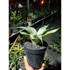1914. Sansevieria Marga Variegated Size 15 Cm