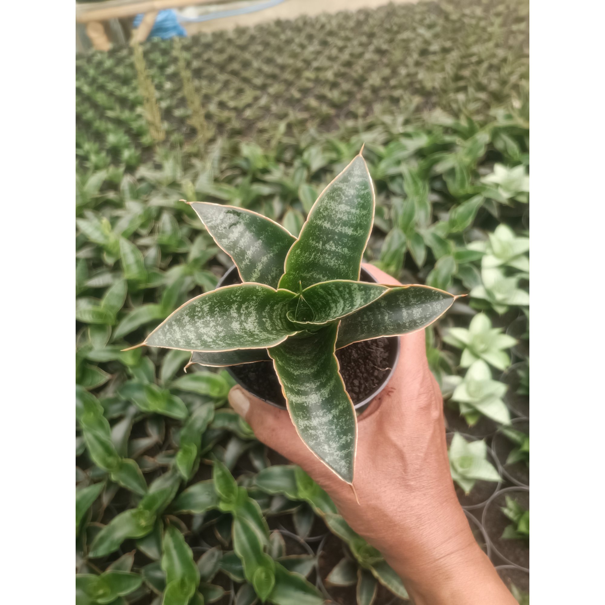 1437. Sansevieria Maribaya