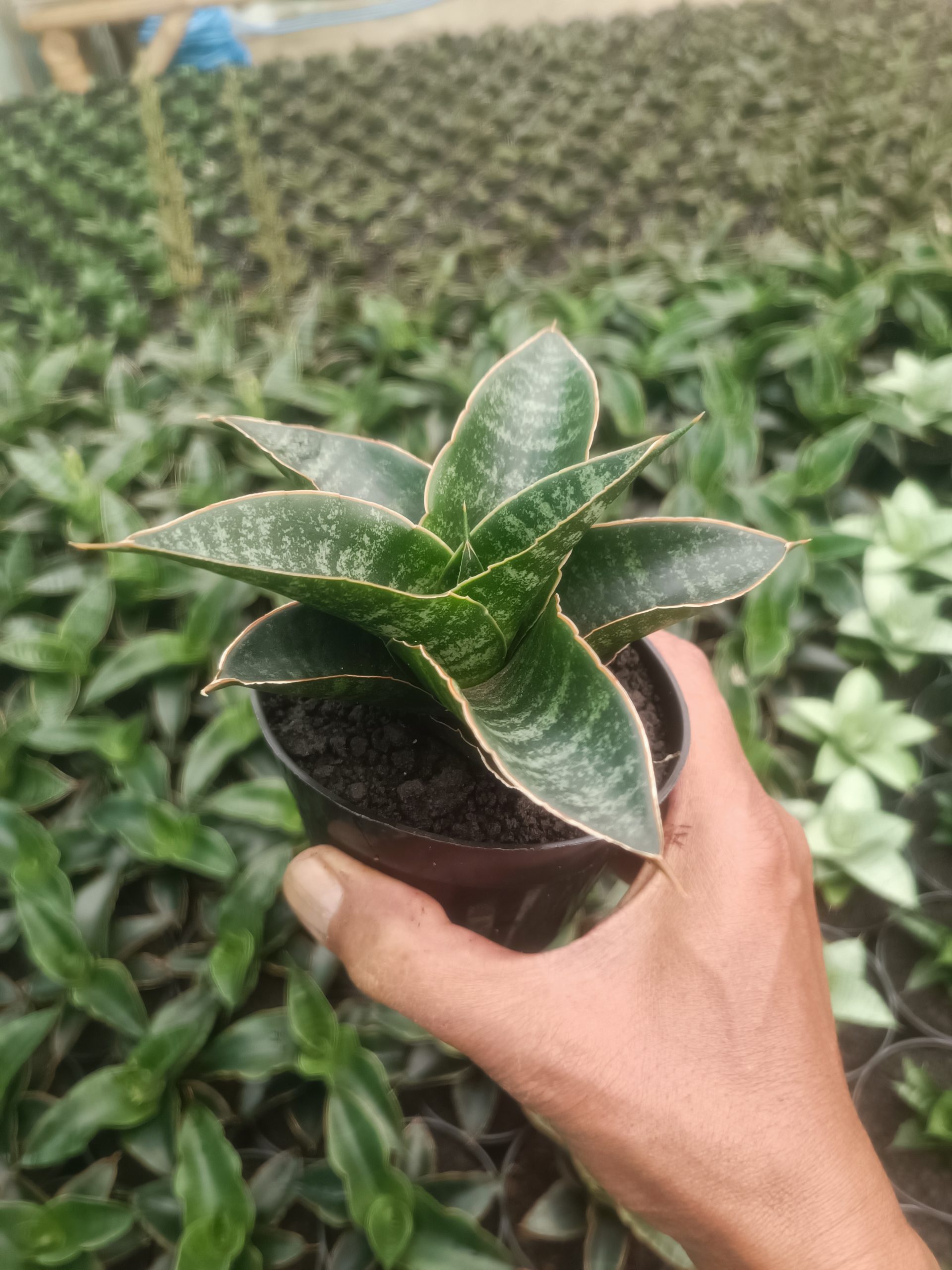 1437. Sansevieria Maribaya - Image 2