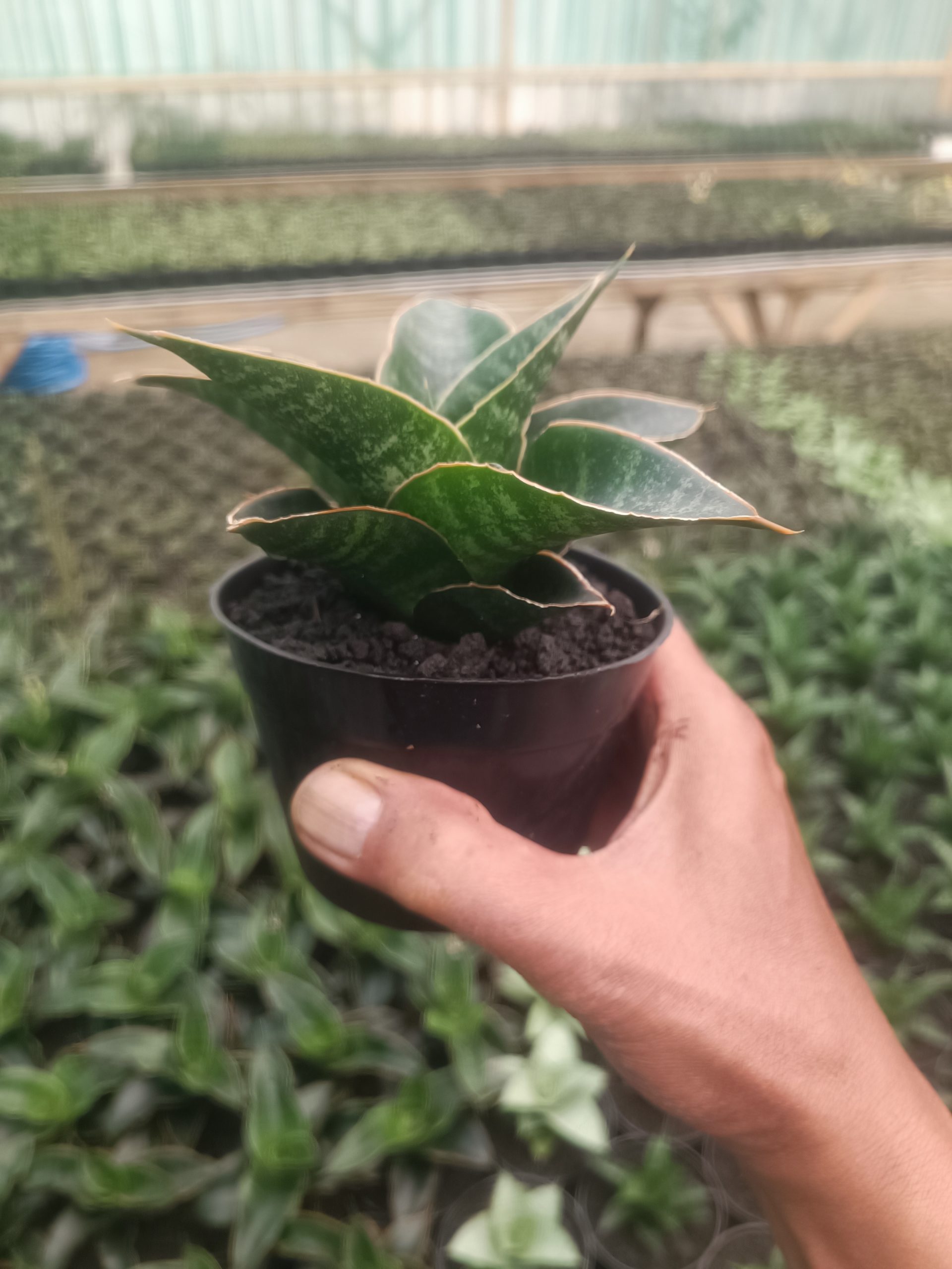 1437. Sansevieria Maribaya - Image 3