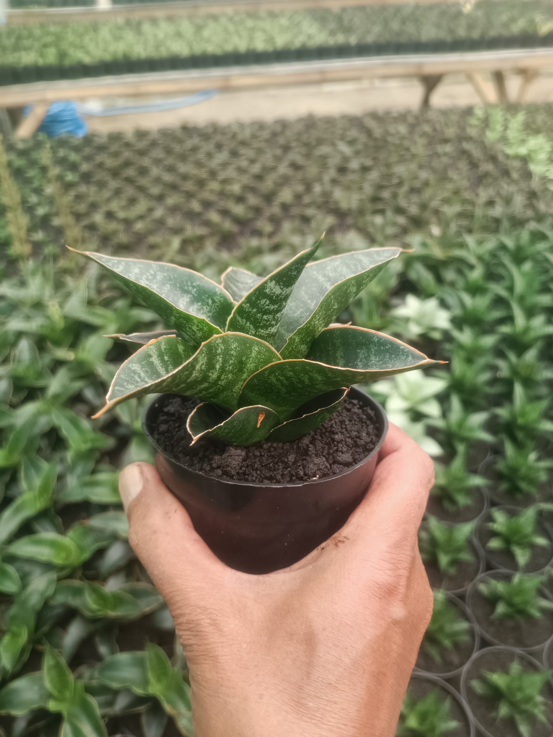 1437. Sansevieria Maribaya - Image 4
