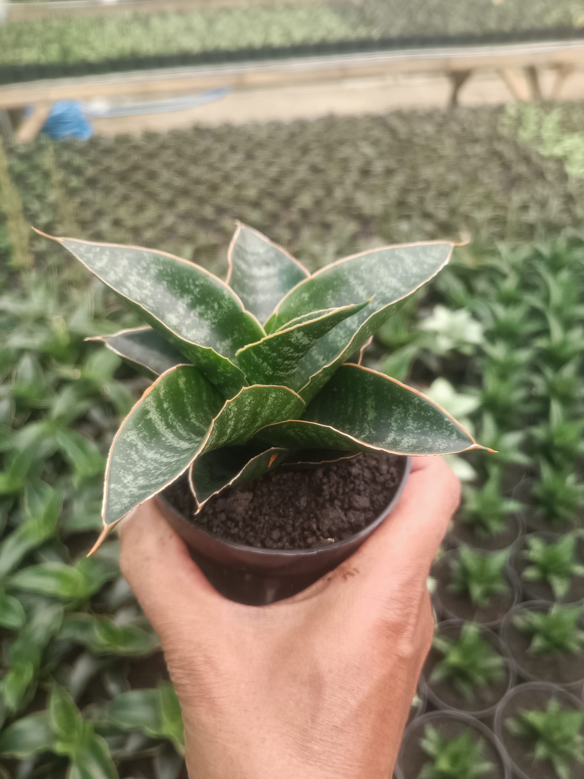 1437. Sansevieria Maribaya - Image 5